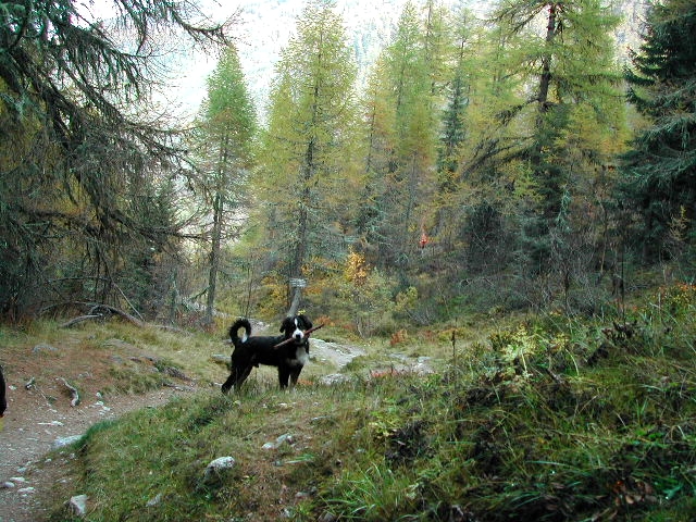Kobi and his stick while out hiking at Vallorcine, mid October 2002