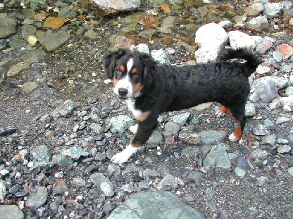 Kobi at the stream before 'fishing'