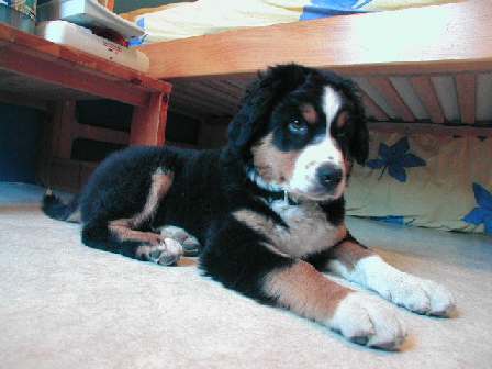 Sphinx Puppy