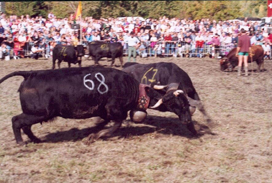 Yes, these are COWS, no bull!