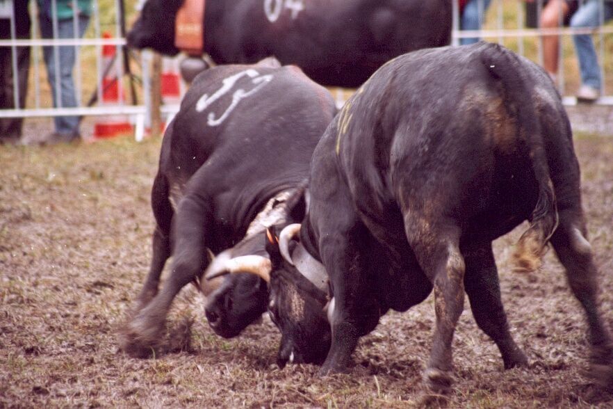 Mooooooooove over sister, this is my patch of grass!!
