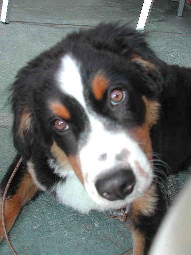 Kobi in Verbier Switzerland, early September 2002