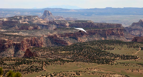 soaring the swell