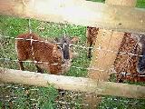 Goats at Robinswood Hill..Click to see larger..