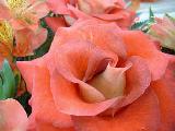 Roses at Gorsley Flower Show..Click to see larger..