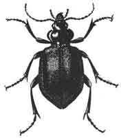 A picture of Mr. Samsa.