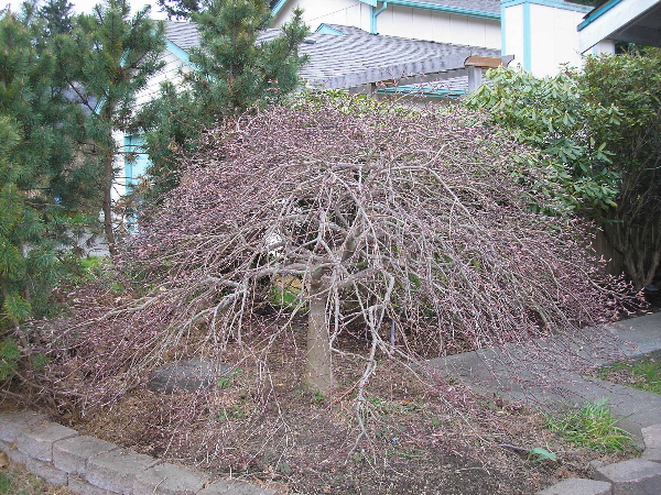 maple 1