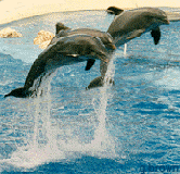 diving dolphins