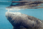 manatee