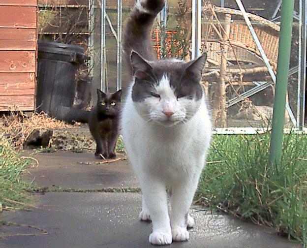 Be powerfull like fred the cat !!
