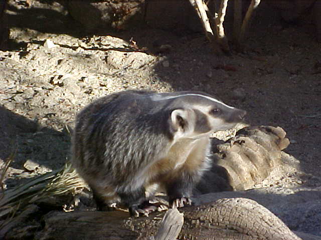 Badger