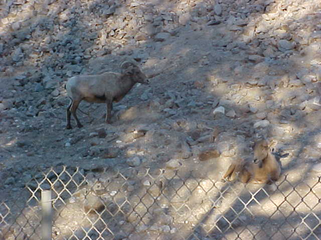 Mountain Goats