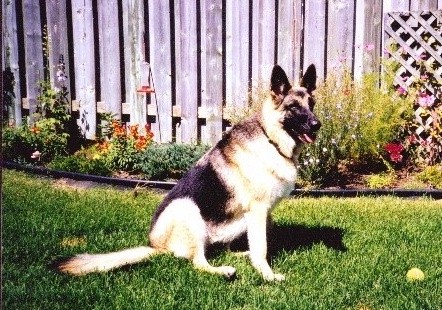 Tobra in backyard with ball
