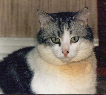 Trapper close-up