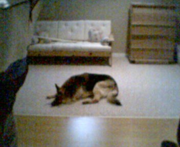 Tobra lying on floor