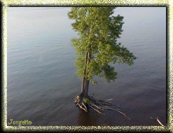 Un arbre dans l'eau