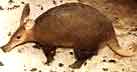 stray aardvark searching for truffles