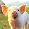 Marcus the Pet Piglet