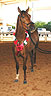 Tejadora, tied for 3rd place, Ray and Jo Franklin owners, Cindy Griffeth trainer