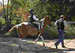 Enthusiastic Young Paso Fino Rider