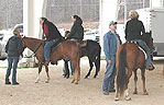 Waiting and learning --  Paso Fino style