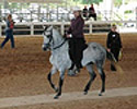 Paso Fino going across the sounding board