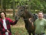 Driving Magic Benefit -- Winner of Gally, Paso Fino mare