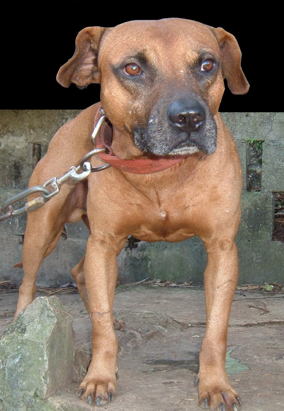 Click to view pedigree