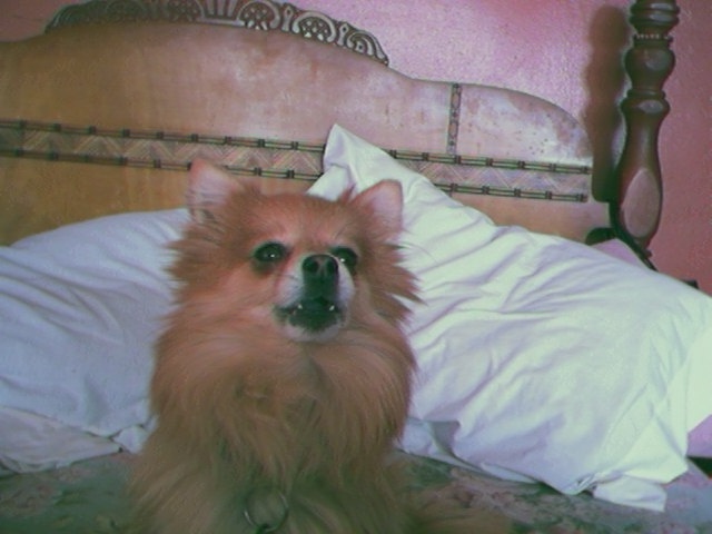 she's a princess