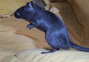Frodo the gerbil.