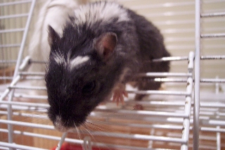 Ginny