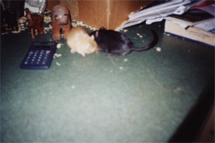 Rex and Peach