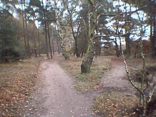 In the forest