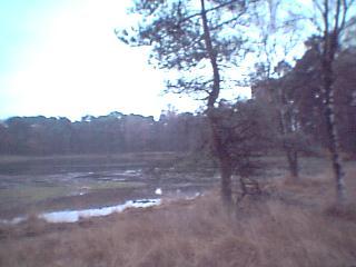 A swampy field