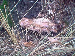 Wonderful toadstool