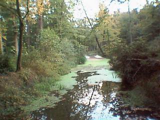 A creek