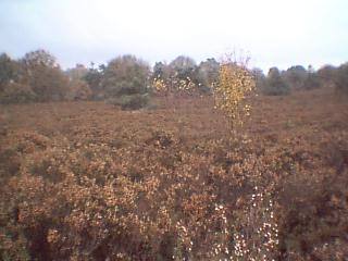 A heath