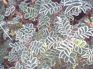 Green leaves