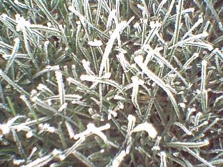 Grass