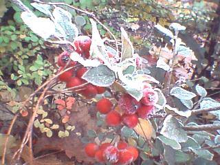 Wild berries