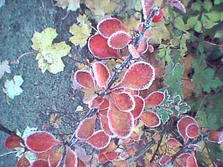 Red leaves