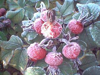 Rose-hips