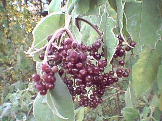 Black berries