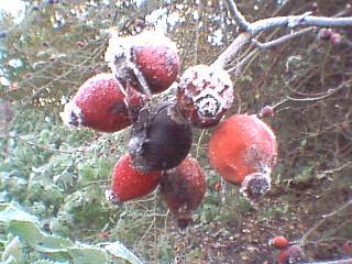 Wild berries