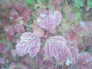 Red leaves