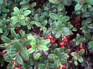 Wild berries, I always eat them