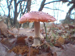 A toadstool