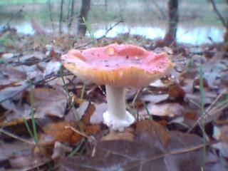 Another toadstool