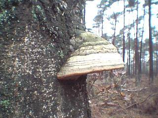 A toadstool on a tree