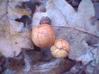 Oakleaves